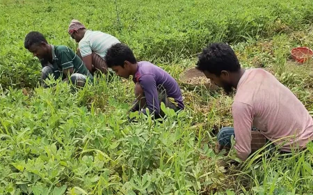 বাদাম চাষে লাভবান কৃষকরা