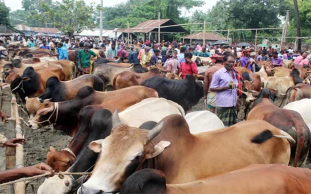 যেসব স্থানে বসবে কোরবানির পশুর হাট
