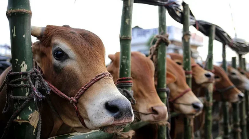 সরকারের নানা পদক্ষেপে পশুসম্পদে স্বয়ংসম্পূর্ণ বাংলাদেশ