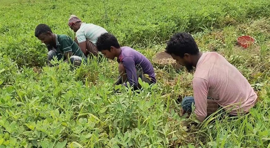 বাদাম চাষে লাভবান কৃষকরা