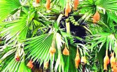 হারিয়ে যাচ্ছে বাবুই পাখির বাসা