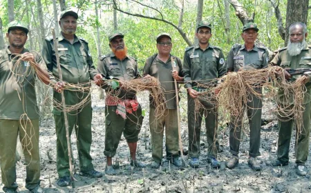 সুন্দরবনে শ্বাসরুদ্ধকর অভিযান : হরিণ শিকারের ফাঁদ জব্দ