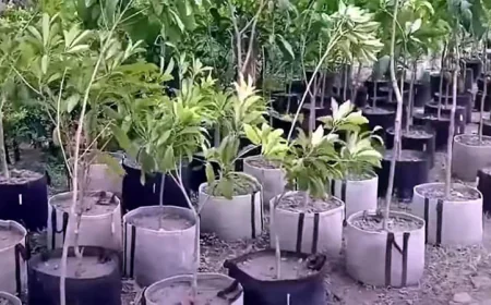 বরিশালে কীর্তিনখোলা নদীর তীরে মুগ্ধতা ছড়াচ্ছে এপিবিএন’র নার্সারি