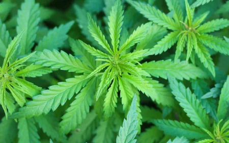 থাইল্যান্ডে গাঁজা বিক্রিতে নতুন বিধিনিষেধের প্রস্তাব