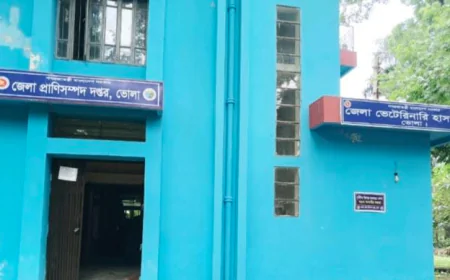 ভোলায় চিকিৎসার অভাবে মরছে গবাদি পশু, জনবল সংকটে প্রাণী সম্পদ দপ্তর