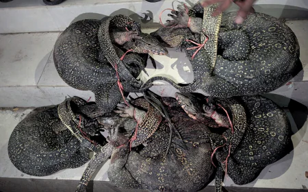 চন্দনাইশে গুইসাপ উদ্ধার, যুবককে জরিমানা