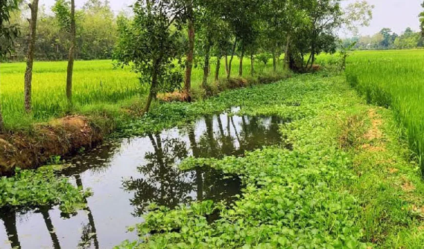 দখলে মৃতপ্রায়, হারিয়ে যাচ্ছে ‘চিংড়ি খাল’