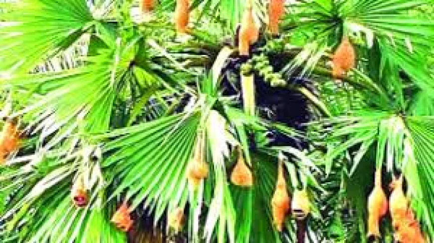 হারিয়ে যাচ্ছে বাবুই পাখির বাসা