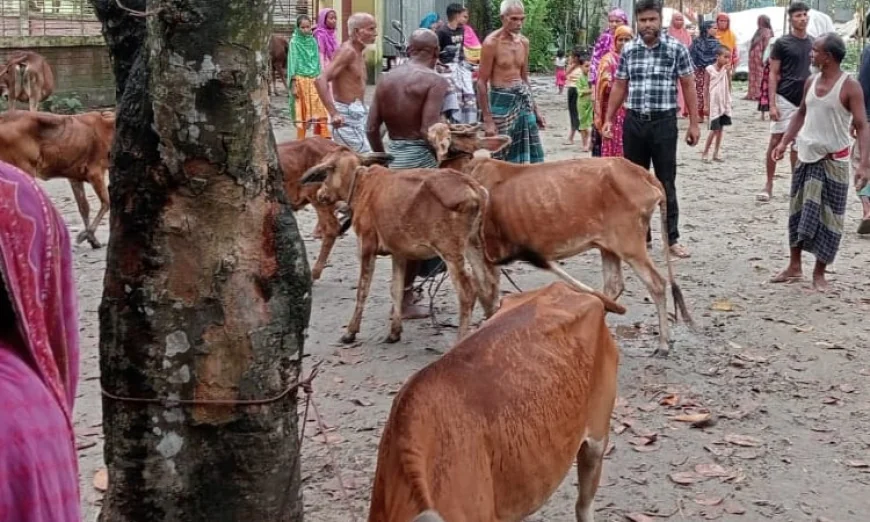 লালমনিরহাটে ছড়িয়ে পড়েছে গরুর লাম্পি স্কিন রোগ, দিশেহারা খামারিরা