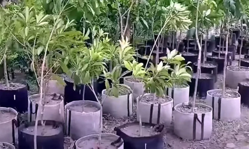 বরিশালে কীর্তিনখোলা নদীর তীরে মুগ্ধতা ছড়াচ্ছে এপিবিএন’র নার্সারি