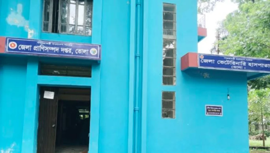 ভোলায় চিকিৎসার অভাবে মরছে গবাদি পশু, জনবল সংকটে প্রাণী সম্পদ দপ্তর