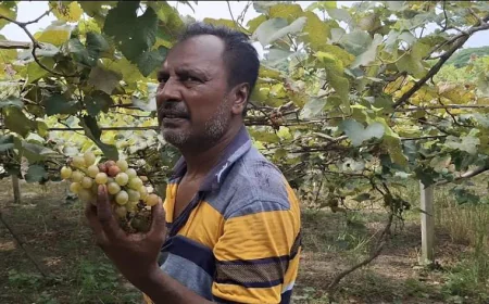 মাগুরায় প্রথমবারের মতো আঙ্গুর চাষে সফল জামাল মণ্ডল
