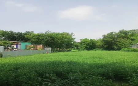 মানিকগঞ্জের সাত উপজেলায় চলছে তিল কাটার উৎসব