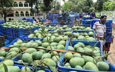 আমের বাণিজ্যিক রাজধানী সাপাহারে হবে ‘ম্যাংগো ফেস্টিভ্যাল’