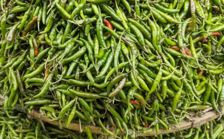 টানা বৃষ্টি আর কম সরবরাহে কাঁচা মরিচের দাম চড়া