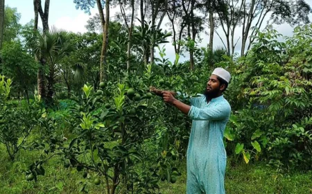 বাউফলে দেশি জাতের মালটার ব্যাপক ফলন