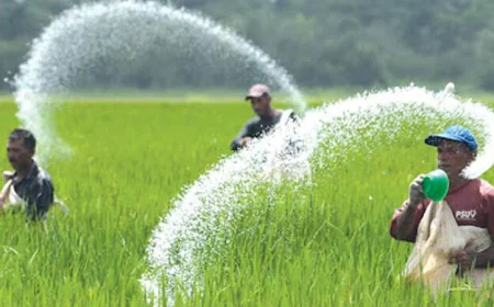 সৌদি আরব থেকে ইউরিয়া সার আমদানির অনুমোদন দিয়েছে সরকার