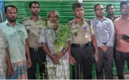 কুমিল্লায় সবজিখেতে গাঁজা চাষ, গ্রেপ্তার চাষি