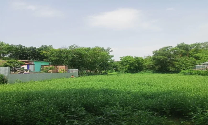 মানিকগঞ্জের সাত উপজেলায় চলছে তিল কাটার উৎসব