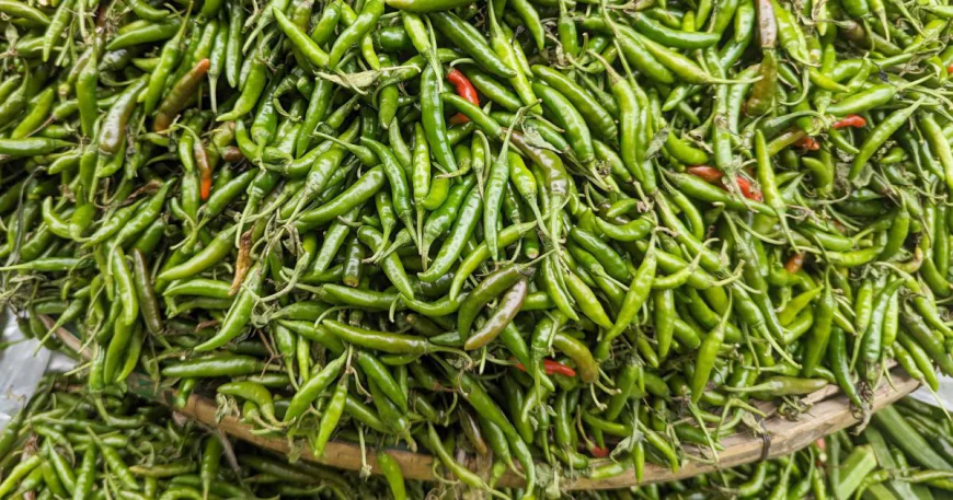 টানা বৃষ্টি আর কম সরবরাহে কাঁচা মরিচের দাম চড়া