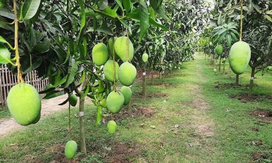 উচ্চ ঘনত্বে আমচাষে ফলন ও আয় বাড়ছে