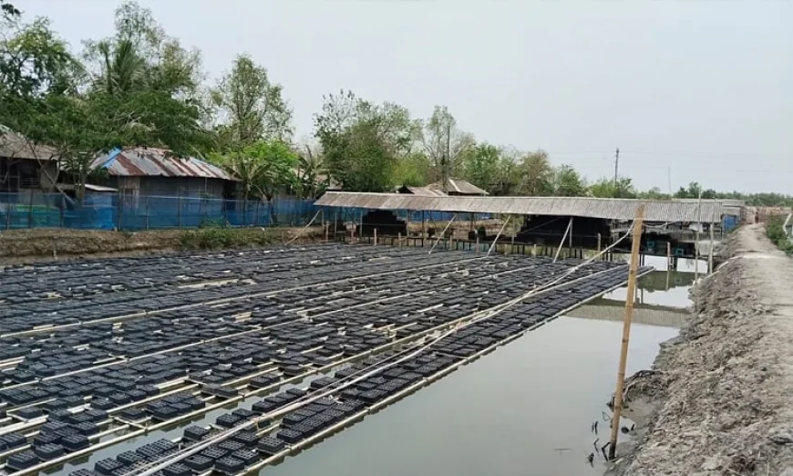 বিশ্ববাজার মাতাচ্ছে সাতক্ষীরার সফটশেল কাঁকড়া