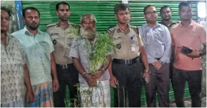 কুমিল্লায় সবজিখেতে গাঁজা চাষ, গ্রেপ্তার চাষি