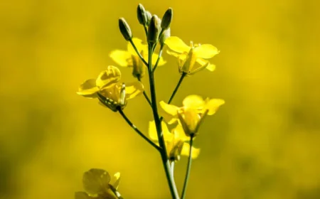 ক্যানোলার ওপর চীনের শুল্কে হতাশ কানাডা