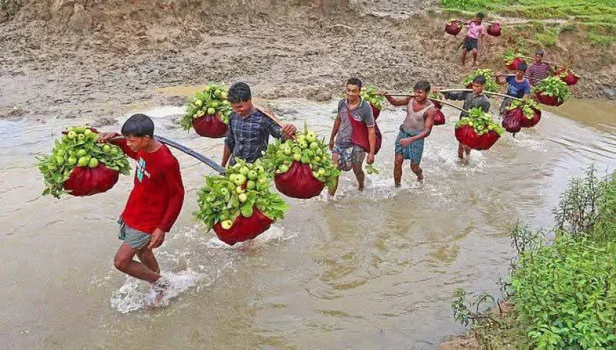 চন্দনাইশ-পটিয়ার ‘কাঞ্চন পেয়ারা’: মৌসুমে বিক্রিতে ৬ কোটি টাকার রেকর্ড