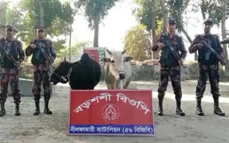 পঞ্চগড় সীমান্তে বিজিবির অভিযানে ভারতীয় গরু আটক