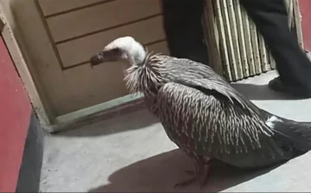 সাতকানিয়ায় হিমালয়ান গৃধিনী শকুন উদ্ধার