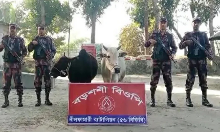 পঞ্চগড় সীমান্তে বিজিবির অভিযানে ভারতীয় গরু আটক