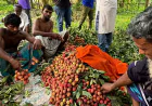 গাজীপুরে এবার ২৭ হাজার টনের বেশি লিচু উৎপাদনের আশা