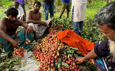 গাজীপুরে এবার ২৭ হাজার টনের বেশি লিচু উৎপাদনের আশা
