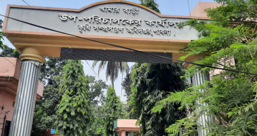 পাবনায় জিংক সমৃদ্ধ ধানের আবাদ বাড়ানোর উদ্যোগ
