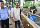 দেশি জাতের গবাদিপশু উন্নয়নে সরকারের উদ্যোগ জোরদারের ঘোষণা প্রতিমন্ত্রী টুকুর