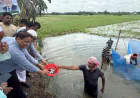 মাদারীপুরে সরকারি উদ্যোগে খাল-বিলে মাছের পোনা অবমুক্ত
