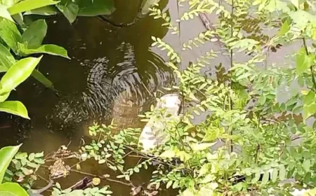 দ্রুত গ্যাস লাইন মেরামতের আশ্বাস বাখরাবাদের চাঁদপুর আঞ্চলিক কার্যালয়ের