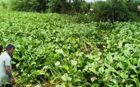যশোরে স্বেচ্ছাশ্রমে খাল পরিষ্কার, অপসারণ করা হলো কচুরিপানা
