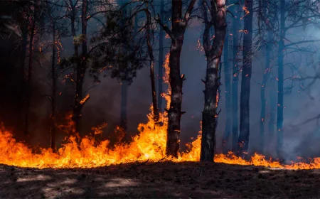 ইউরোপজুড়ে দাবানল, সর্বশেষ পরিস্থিতি