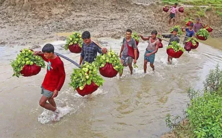 চট্টগ্রামের ‘কাঞ্চন পেয়ারা’ বিক্রিতে ৬ কোটি টাকা, রপ্তানি হচ্ছে বিদেশেও