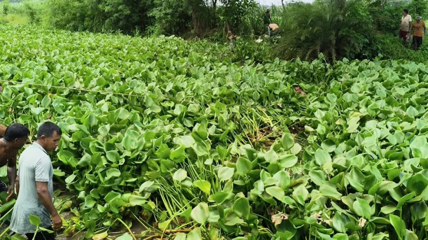 যশোরে স্বেচ্ছাশ্রমে খাল পরিষ্কার, অপসারণ করা হলো কচুরিপানা