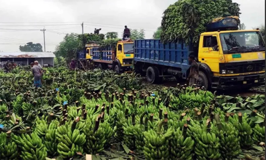 দিনাজপুরের কলা যাচ্ছে দেশের বিভিন্ন প্রান্তের বাজারে