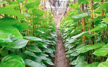 পান রপ্তানিতে দূর হলো আইনগত বাধা