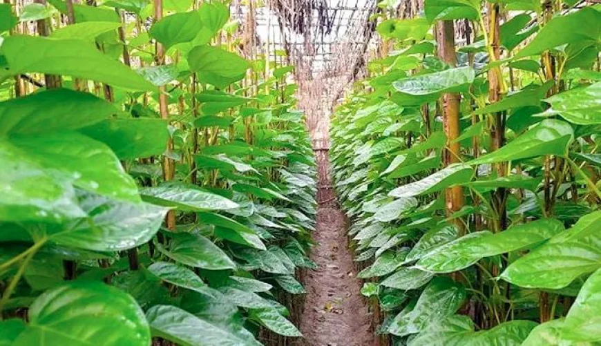 পান রপ্তানিতে দূর হলো আইনগত বাধা